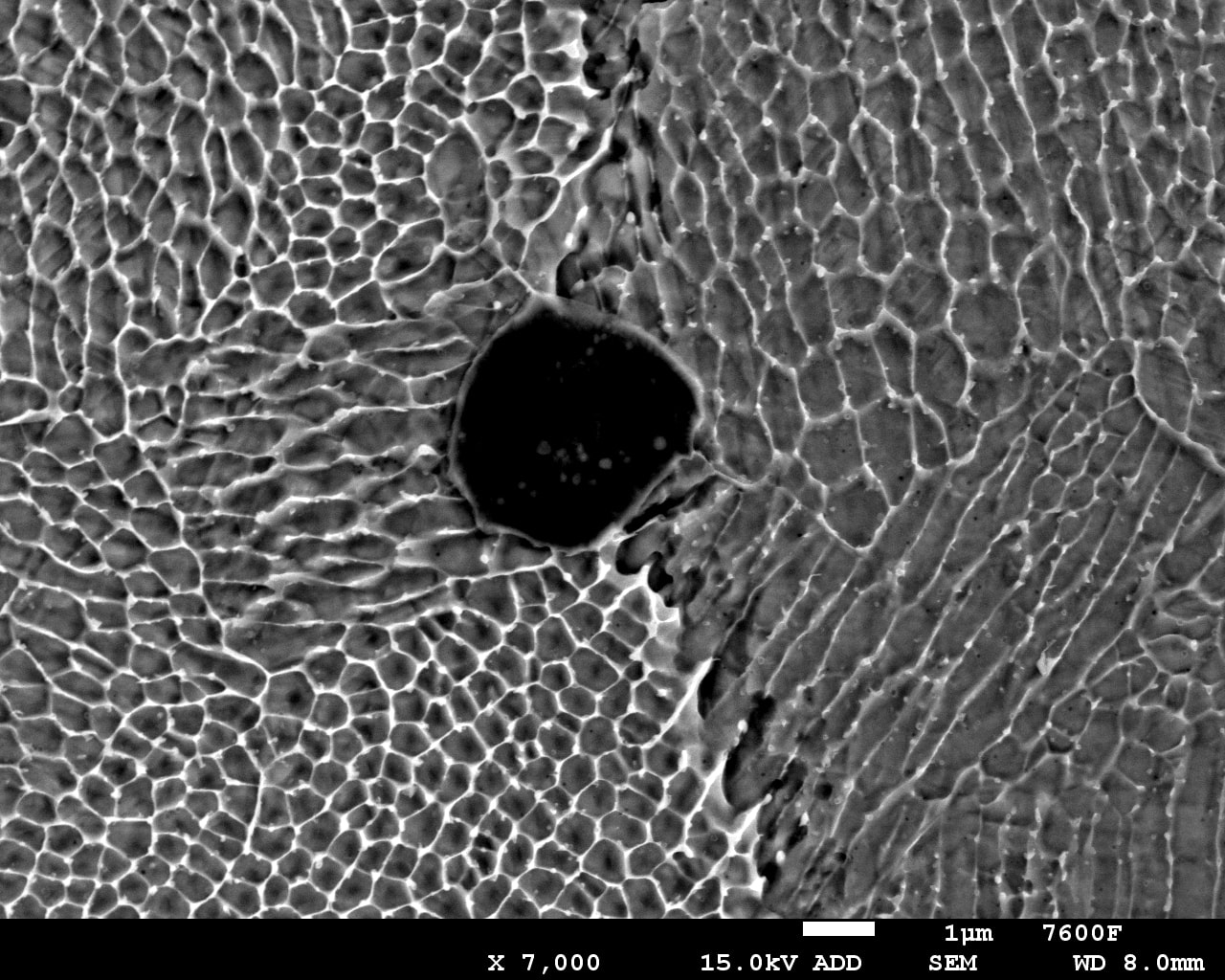 Grain microscopic image
